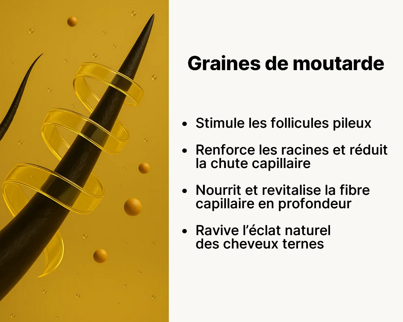 graine_moutarde.jpg